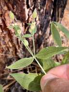 Image of Menzies' campion