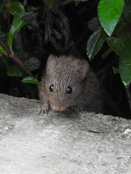 Image of Jaliscan Cotton Rat