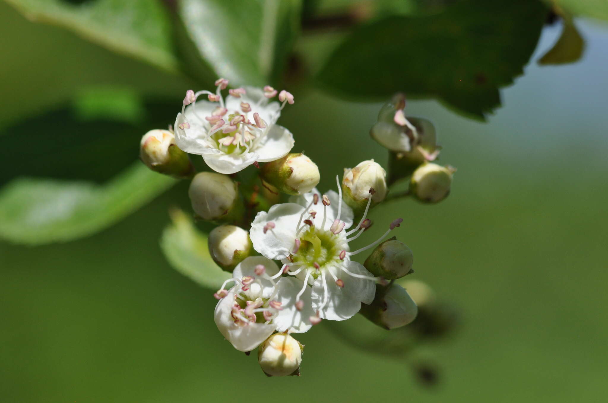 Image of Suksdorf's Hawthorn