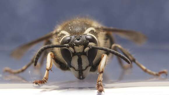 Image of Bald-faced Hornet