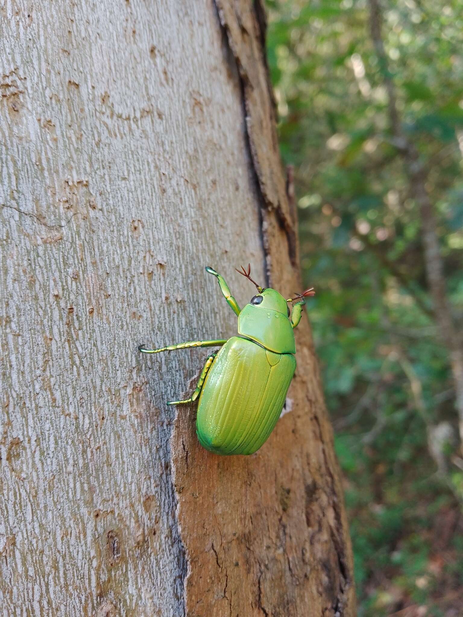 Sivun Chrysina psittacina (Sturm 1843) kuva