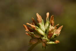 Plancia ëd Trifolium thalii Vill.