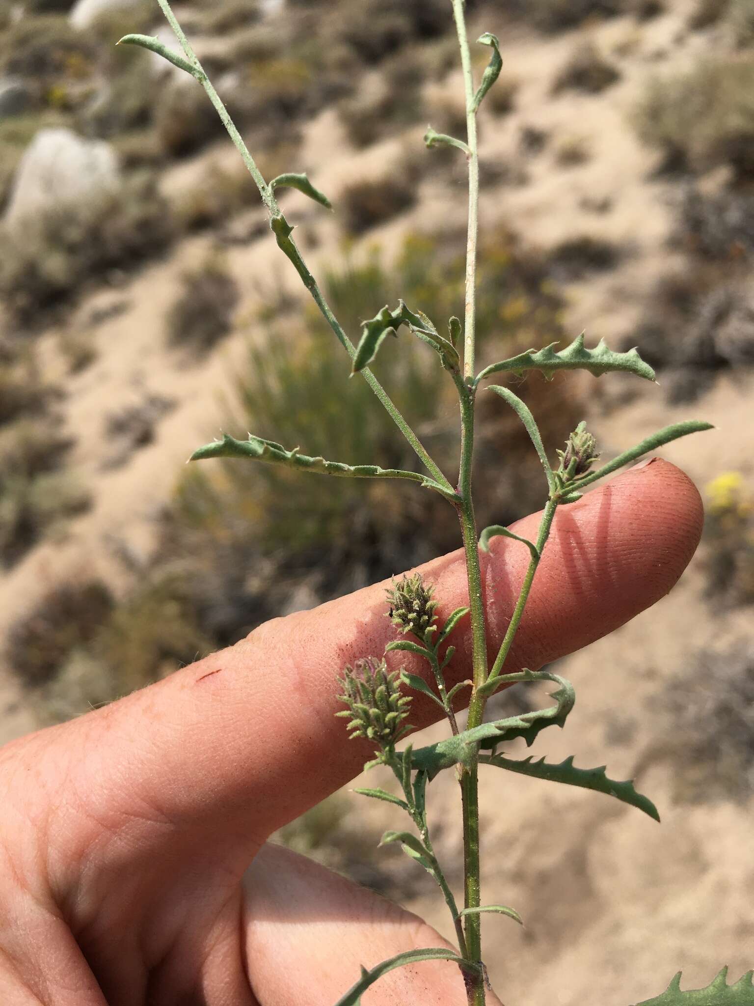 Image of Dieteria canescens var. canescens