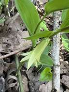 Image of Florida Bellwort