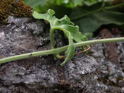 Image of Trichosanthes rosthornii Harms