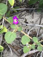 Image of Beach Peanut