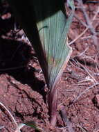 Image of Freesia andersoniae L. Bolus