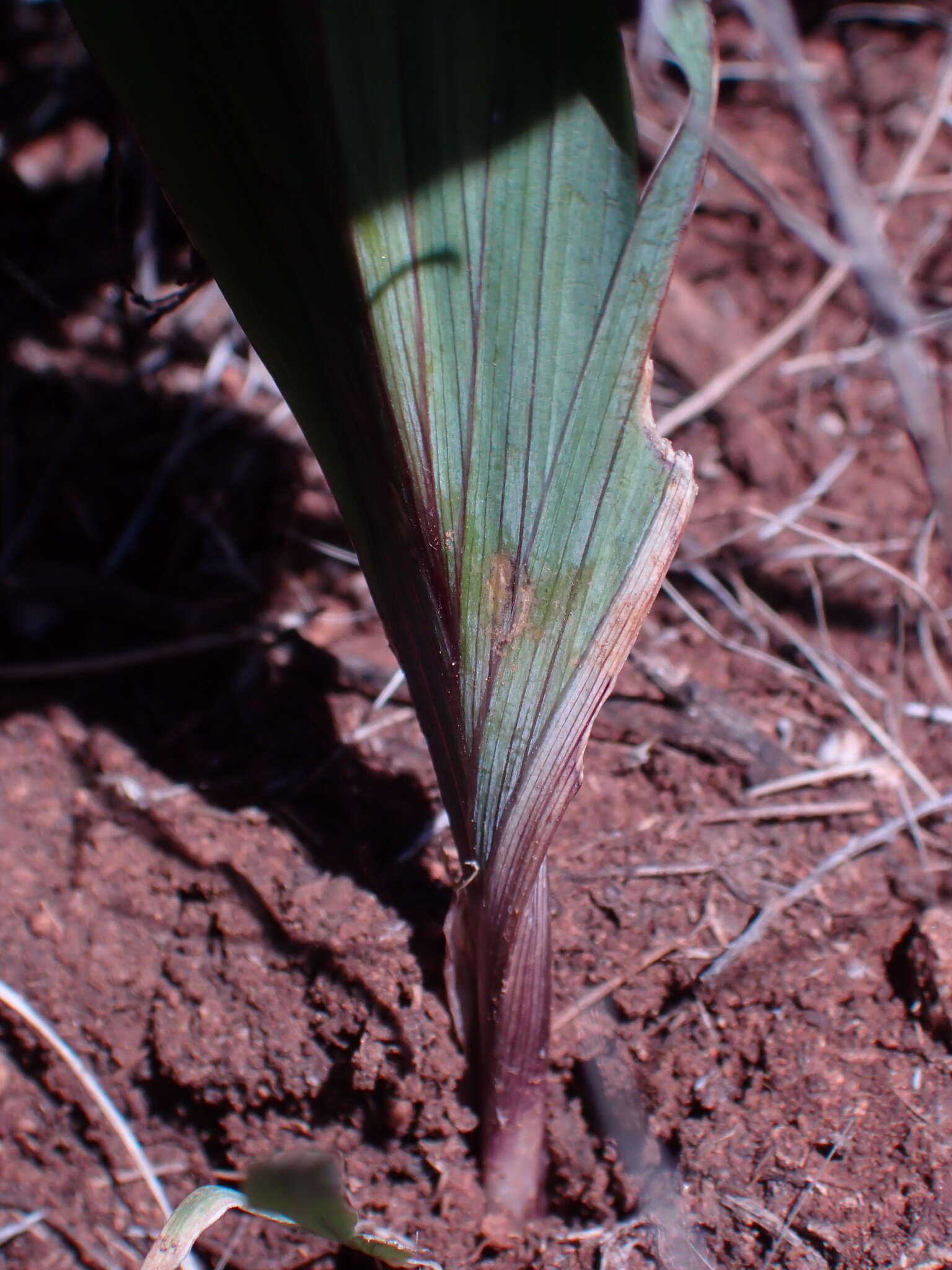 Image of Freesia andersoniae L. Bolus