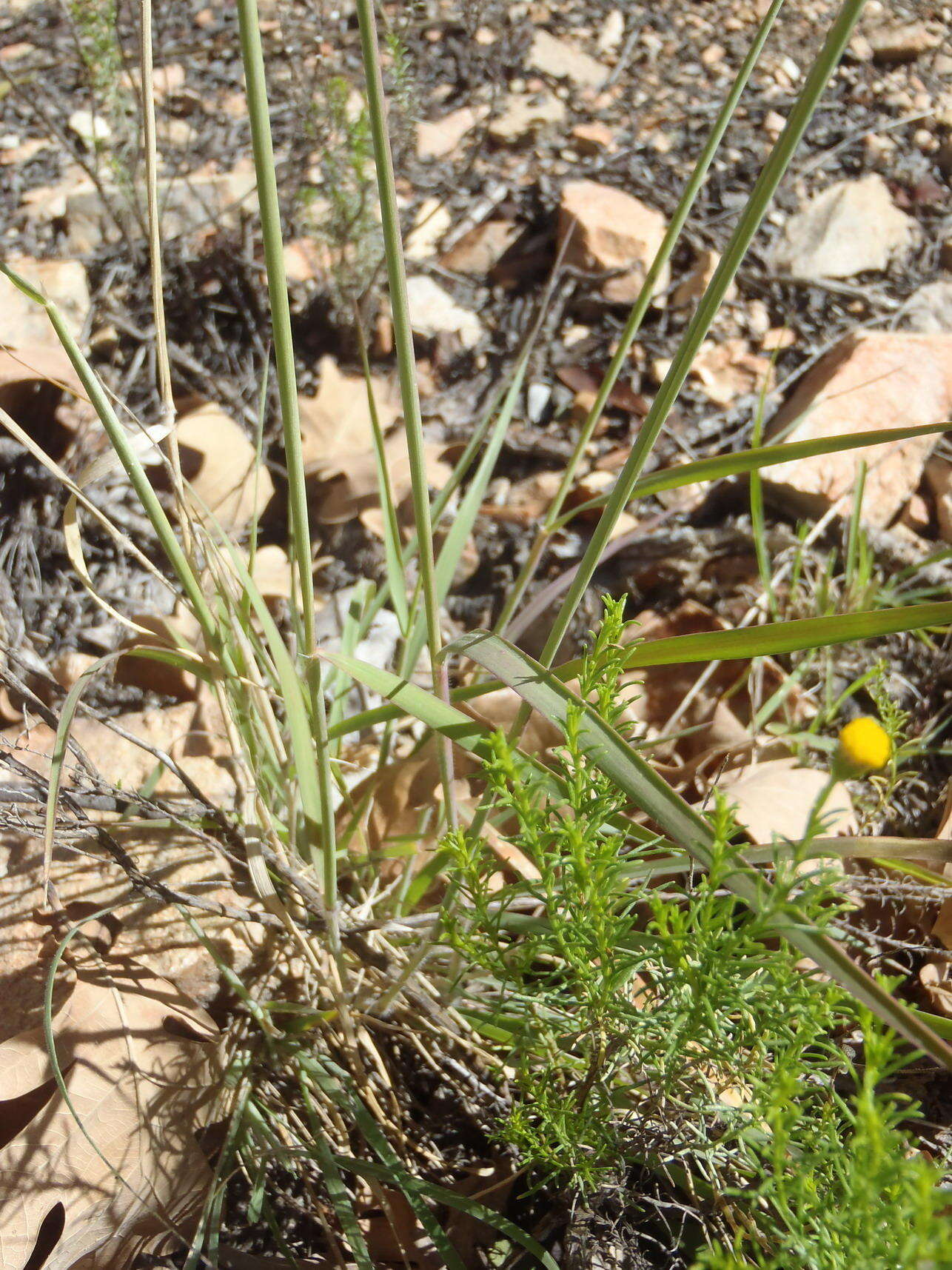 Image of Melinis repens subsp. repens