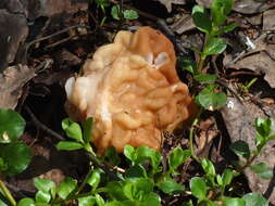 Imagem de Gyromitra gigas (Krombh.) Cooke 1878