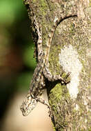 Слика од Sceloporus malachiticus Cope 1864