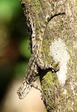 Image of Green Spiny Lizard