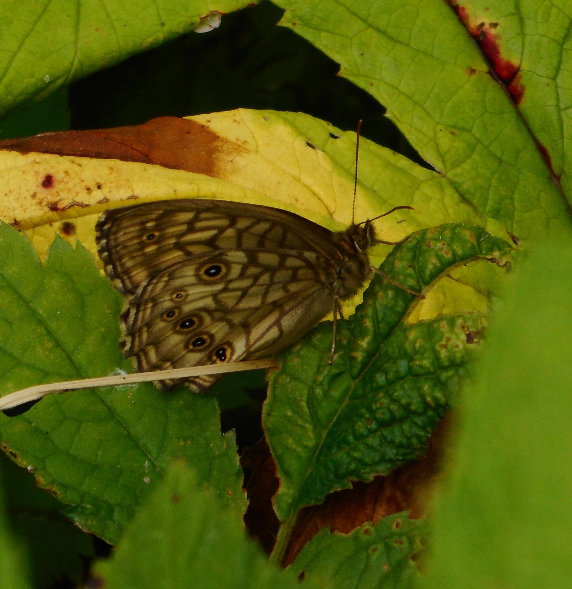 Image of Kirinia epimenides