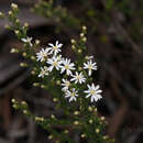 Image of Short-leaf Daisy-bush