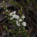 Imagem de Olearia brachyphylla (F. Müll. ex Sond.) N. A. Wakefield