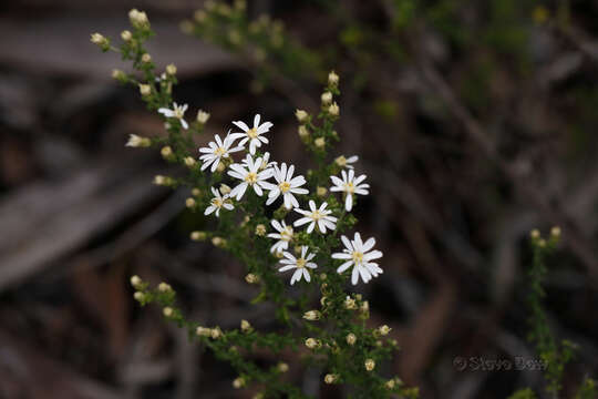 Olearia brachyphylla (F. Müll. ex Sond.) N. A. Wakefield resmi