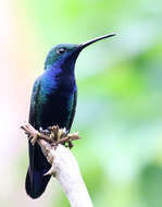 Image of Black-throated Mango