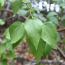 Image of Pavonia bahamensis Hitchcock