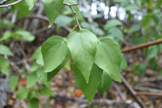 Image of Pavonia bahamensis Hitchcock