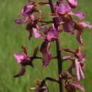 Image de Eulophia tricristata Schltr.