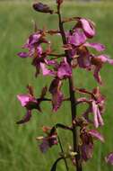 Image of Eulophia tricristata Schltr.