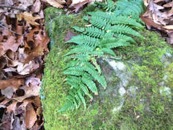 Image of marginal woodfern