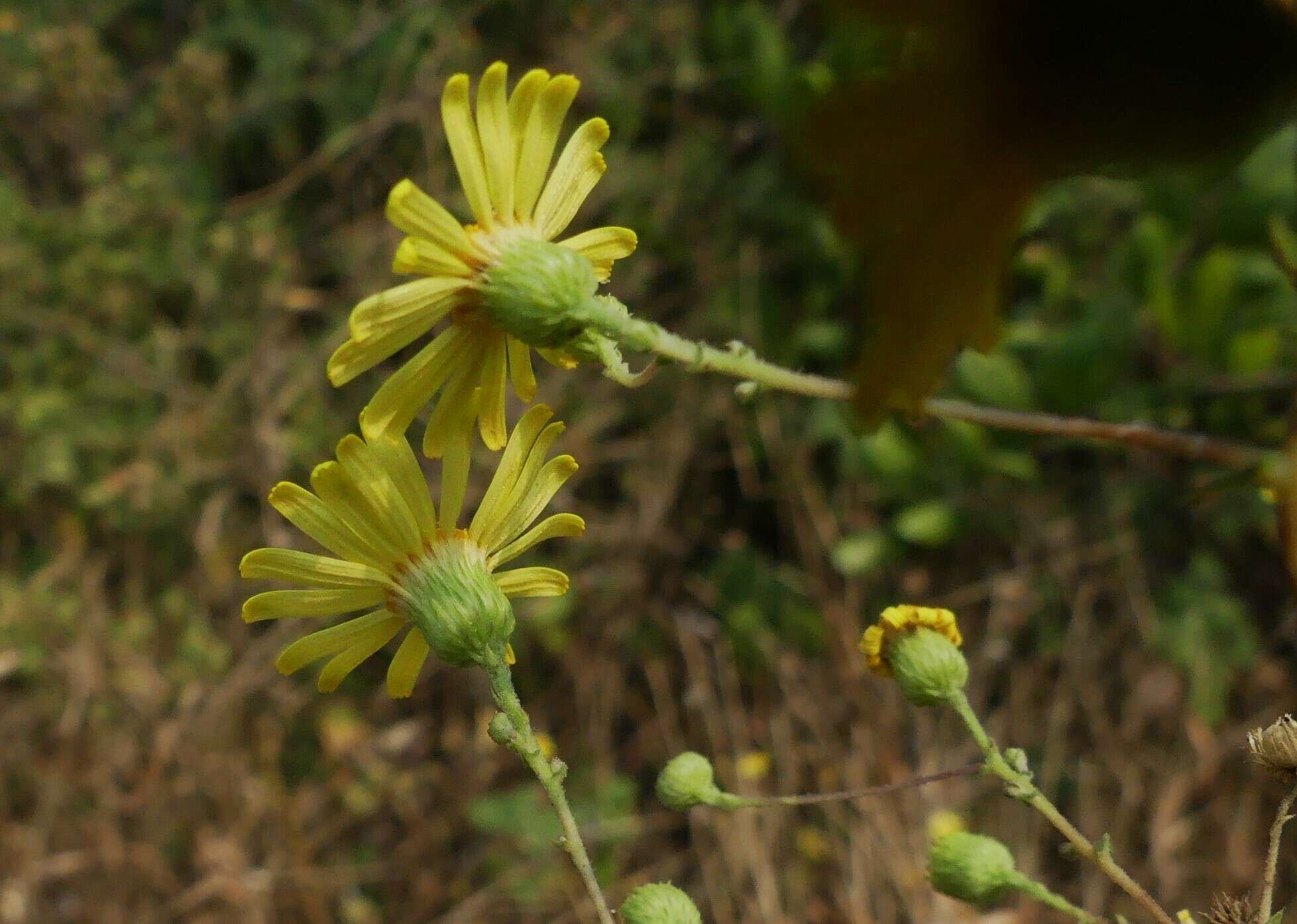 Image de Vicoa indica (L.) DC.