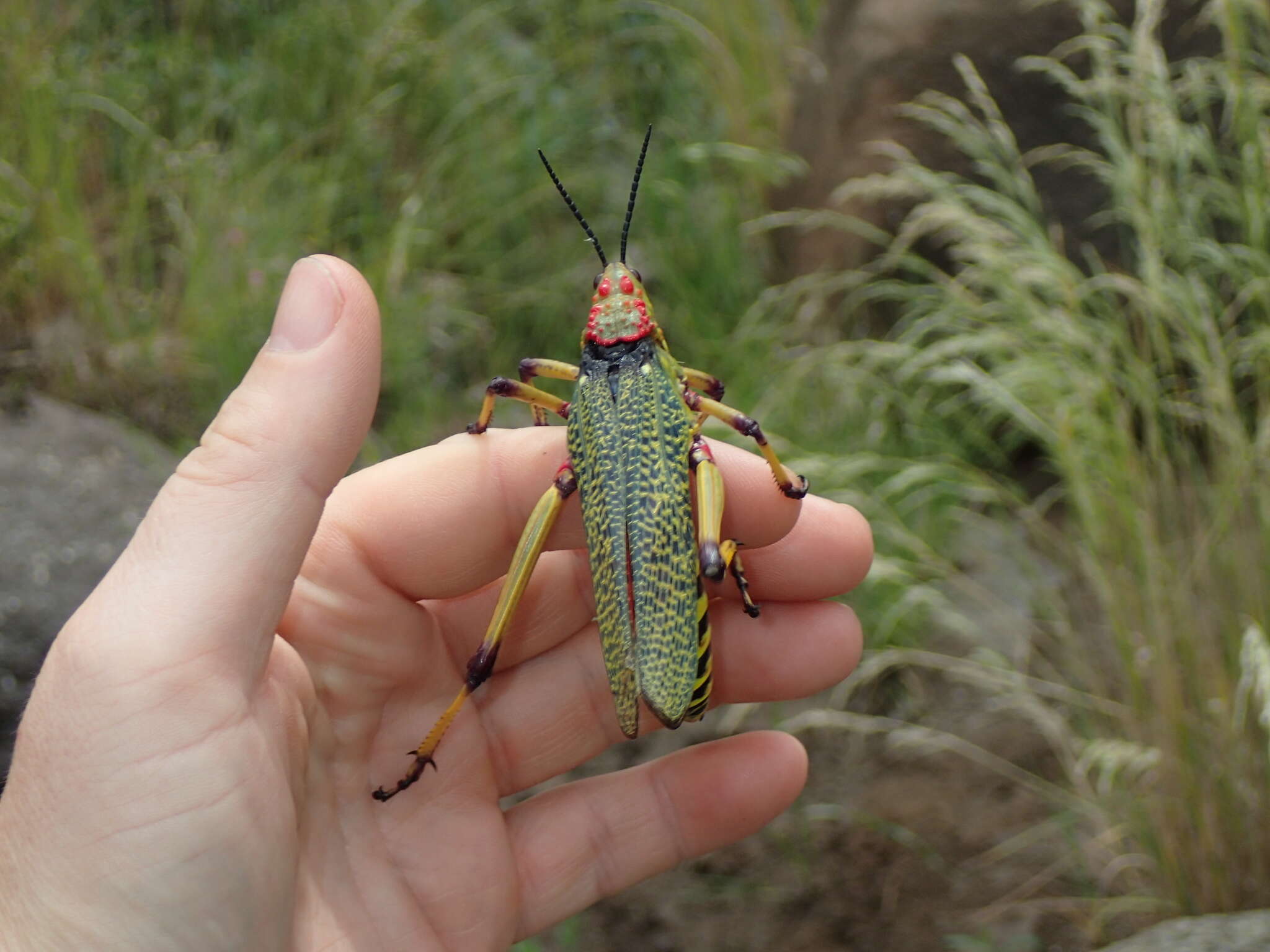 صورة Phymateus (Phymateus) karschi Bolívar & I. 1904