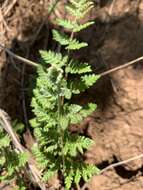 Image of Cheilanthes inaequalis (Kunze) Mett.