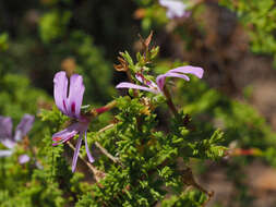 Image of Pelargonium crispum (Berg.) L'Her.