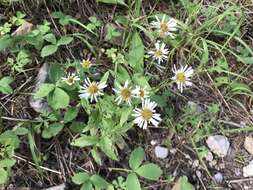 Image de Erigeron arizonicus A. Gray