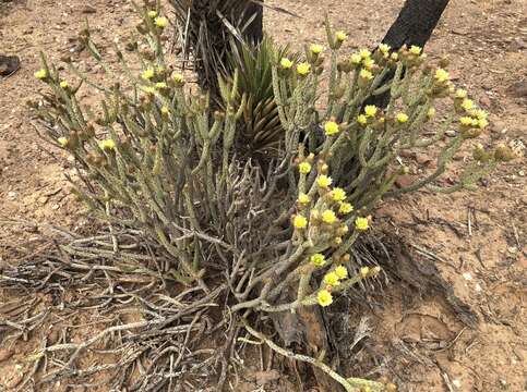 Image of Cylindropuntia tesajo (Engelm. ex J. M. Coult.) F. M. Knuth