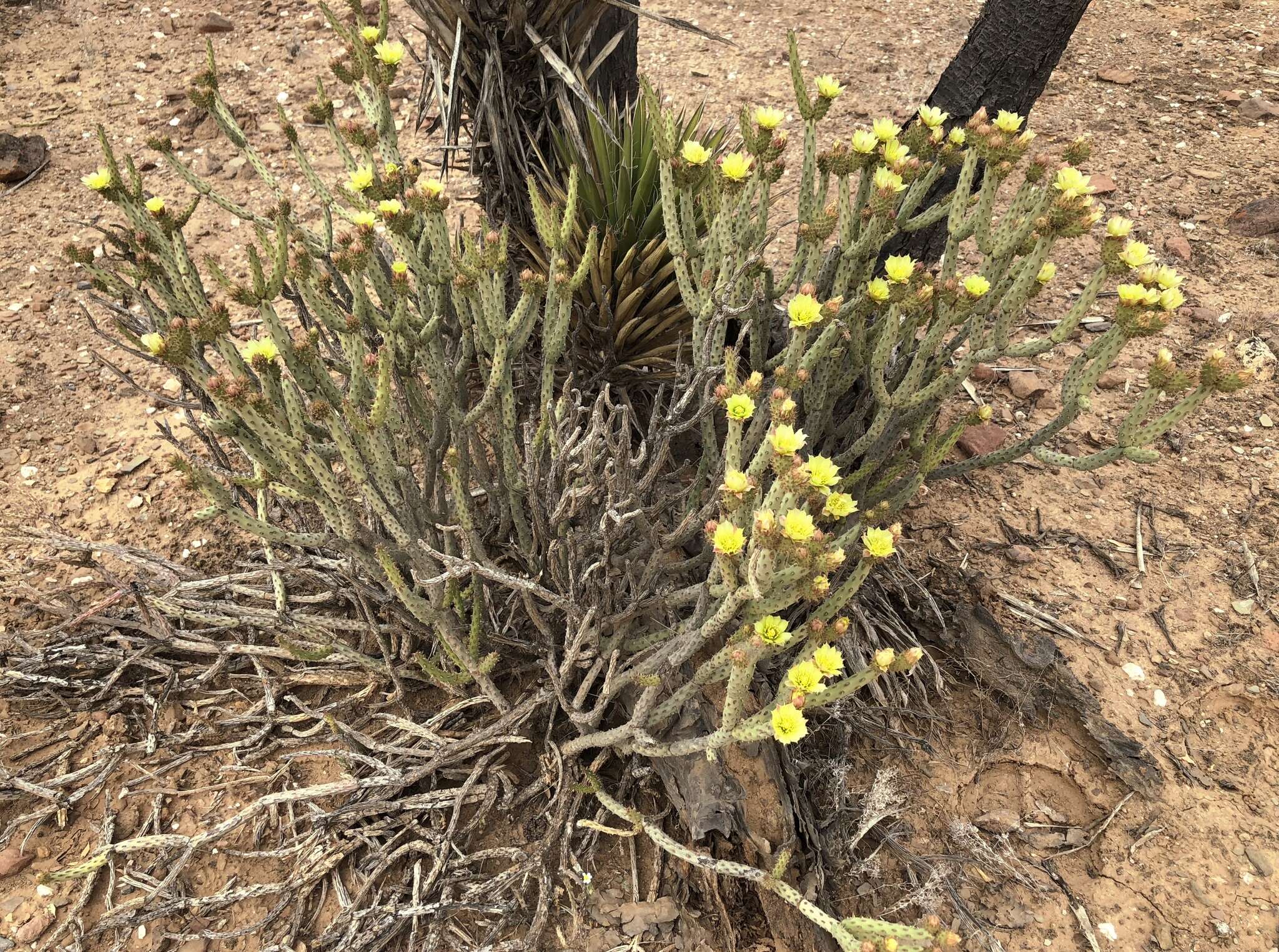 Imagem de Cylindropuntia tesajo (Engelm. ex J. M. Coult.) F. M. Knuth