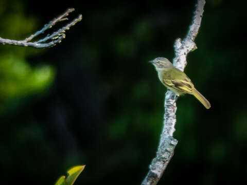 Image of Guianan Tyrannulet