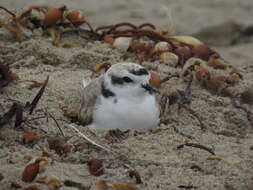 Image of Western snowy plover