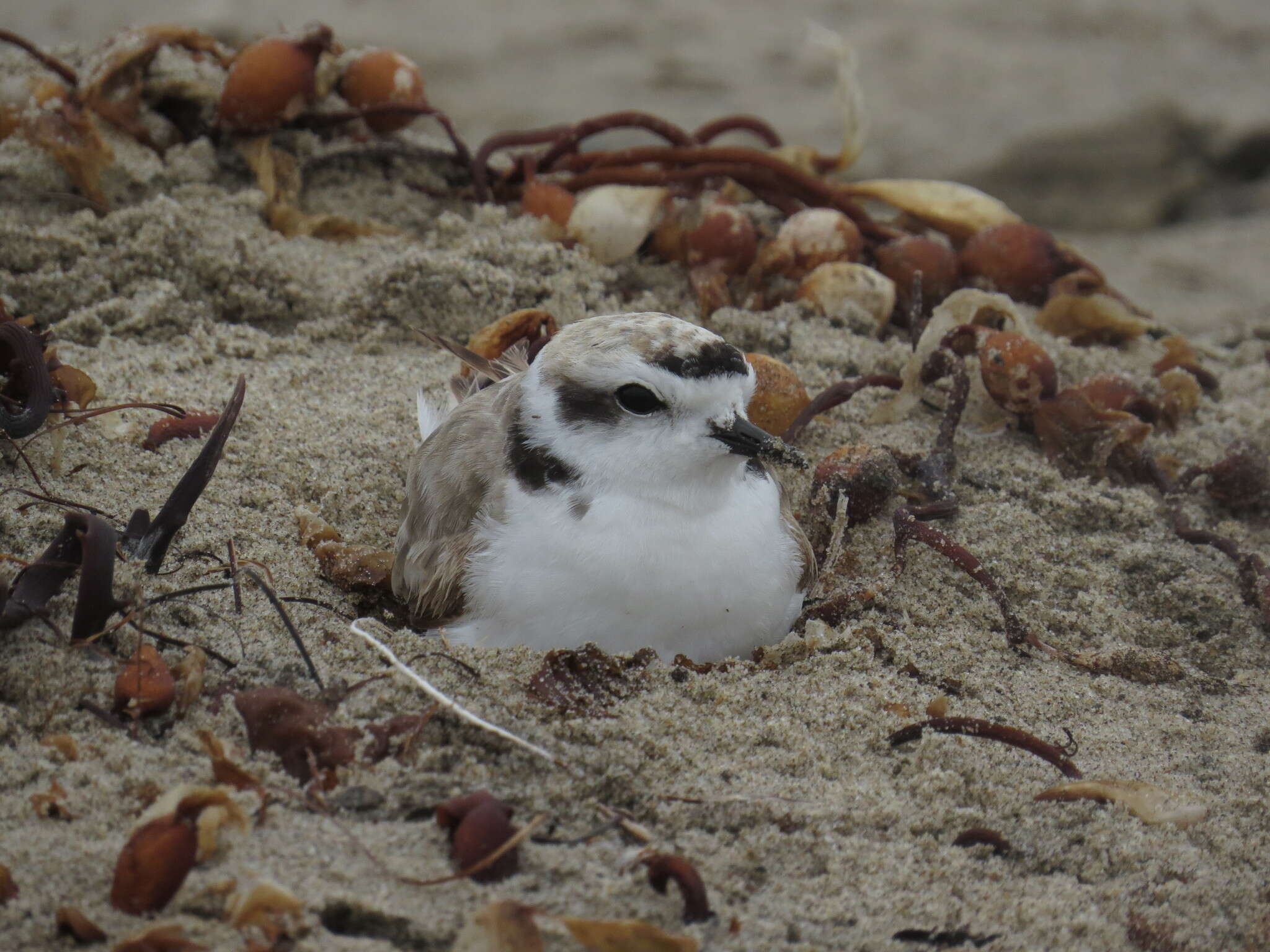 Image of Western snowy plover