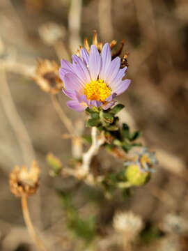 Image of Orcutt's aster