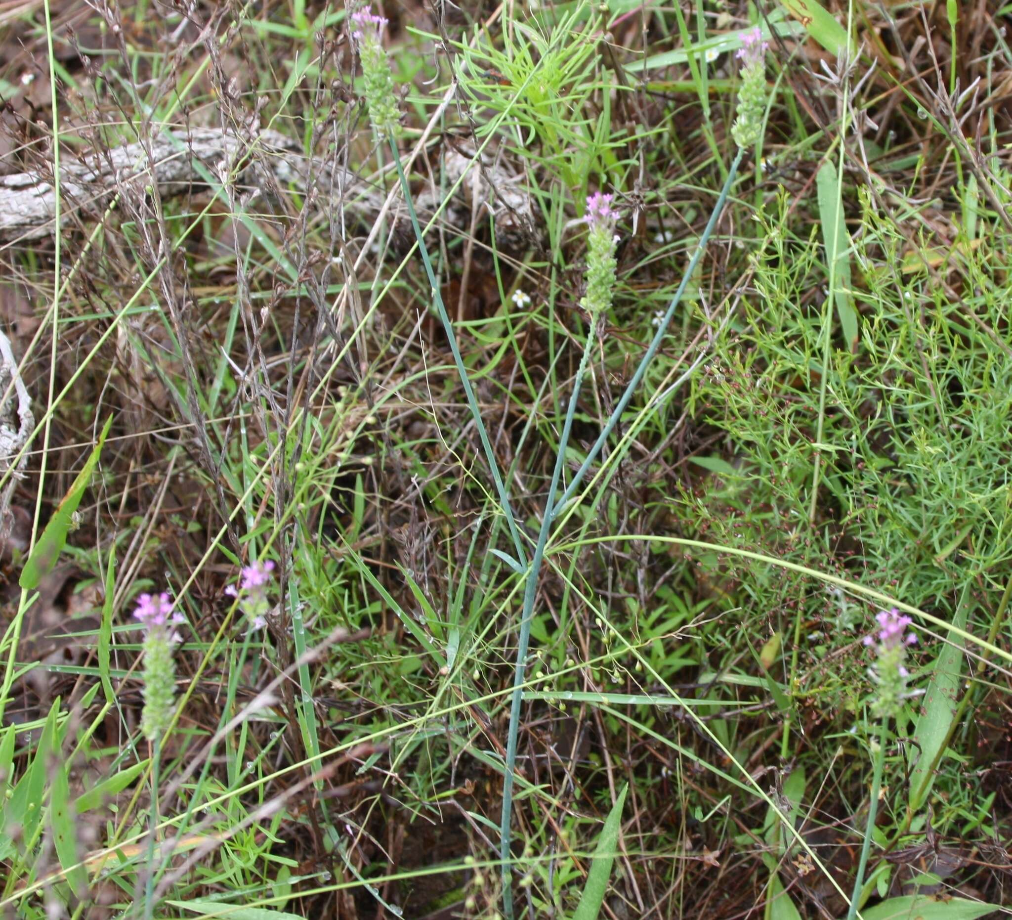 Image de Polygala incarnata L.