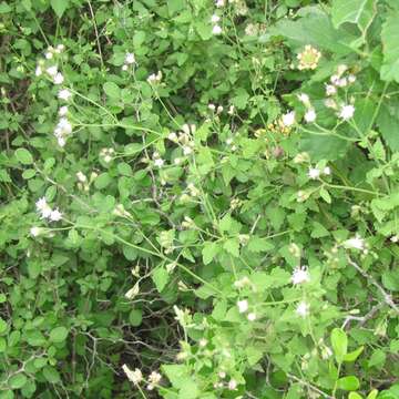 Image of pink thoroughwort