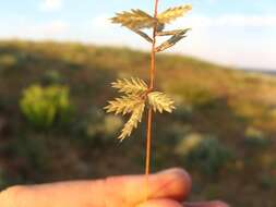 Image of Eragrostis nindensis Ficalho & Hiern