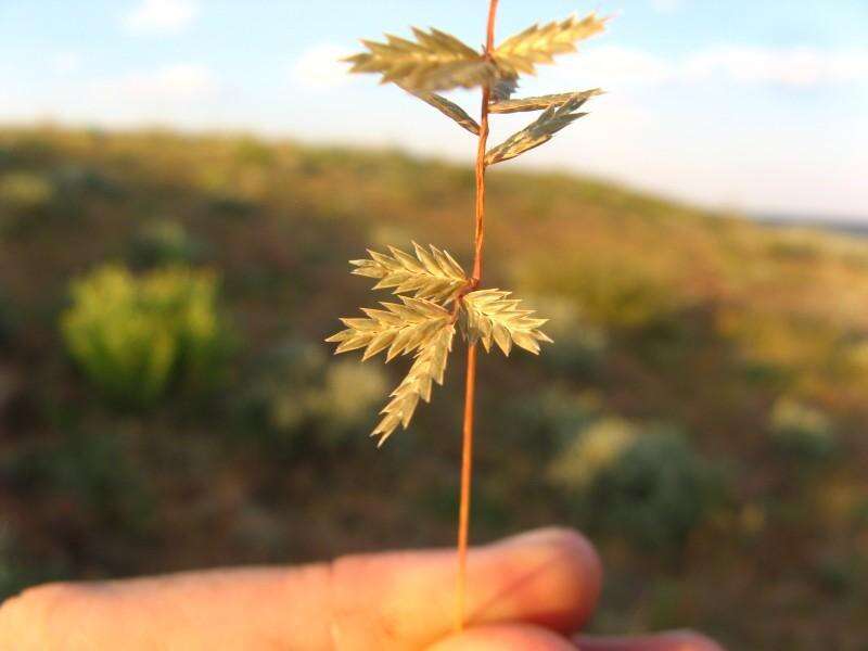 Image of Eragrostis nindensis Ficalho & Hiern