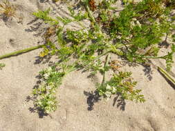 Image de Capnophyllum africanum (L.) Gaertn.