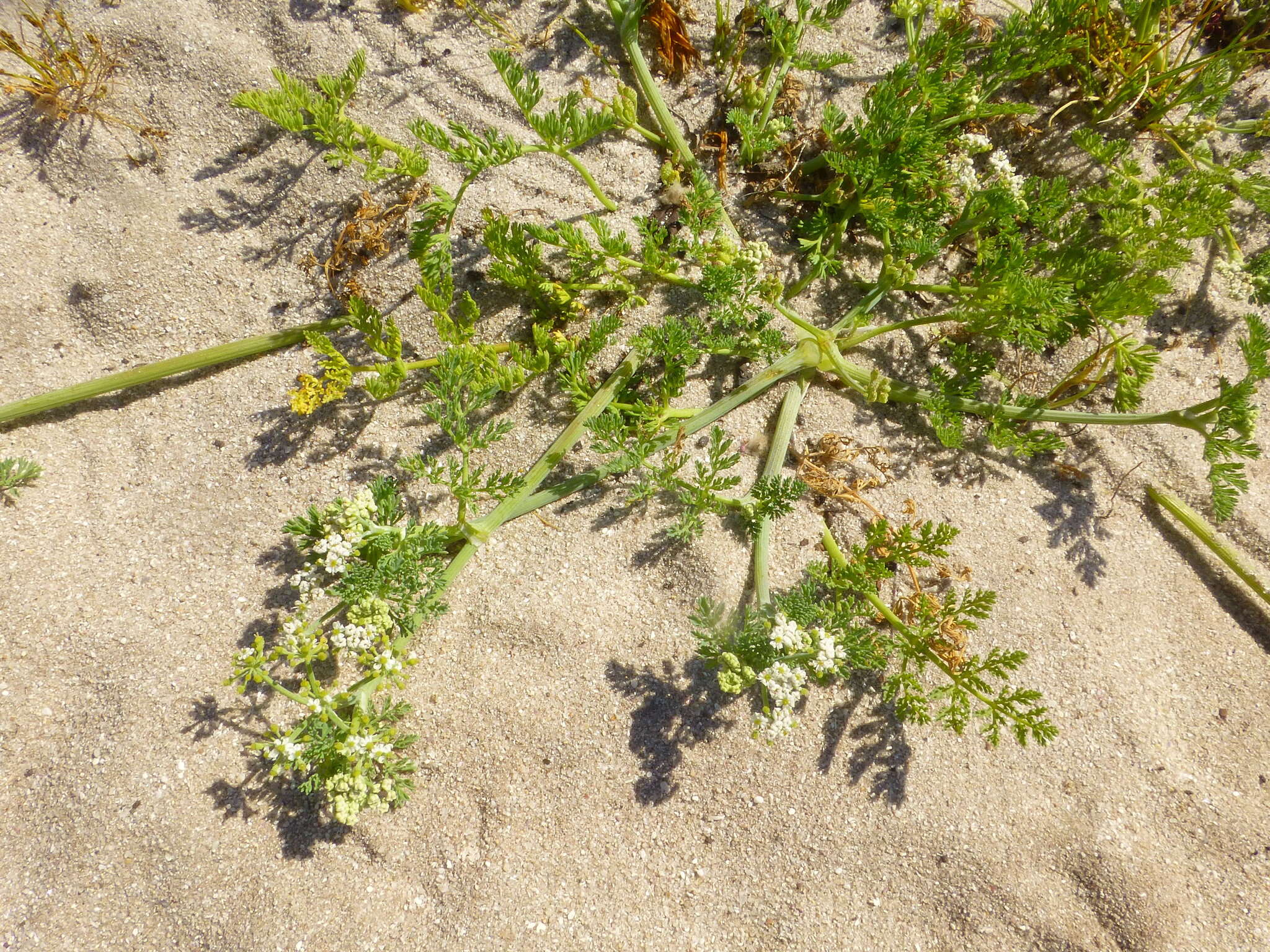 Imagem de Capnophyllum africanum (L.) Gaertn.