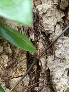 Image of Ficus punctata Thunb.