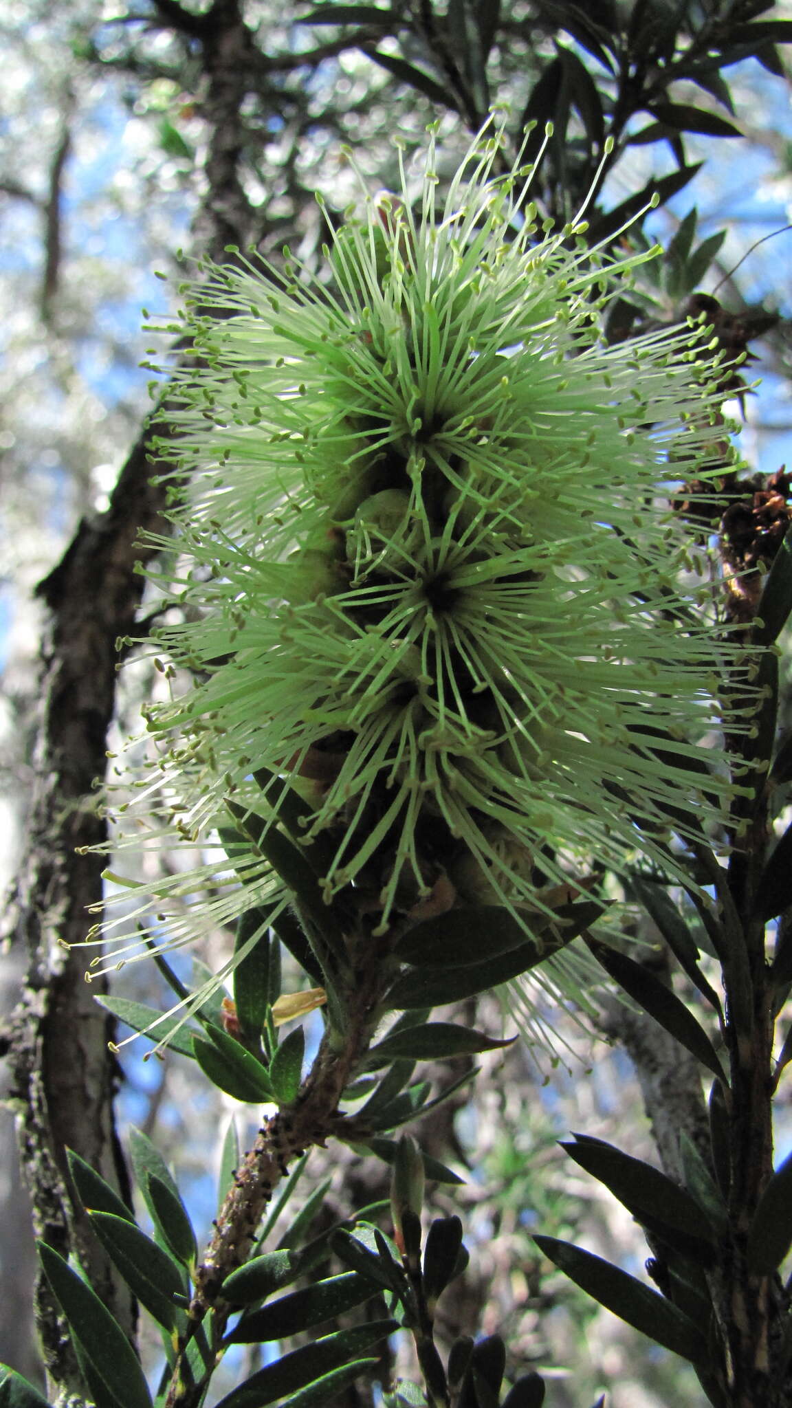 Sivun Callistemon viridiflorus (Sieber ex Sims) Sweet kuva