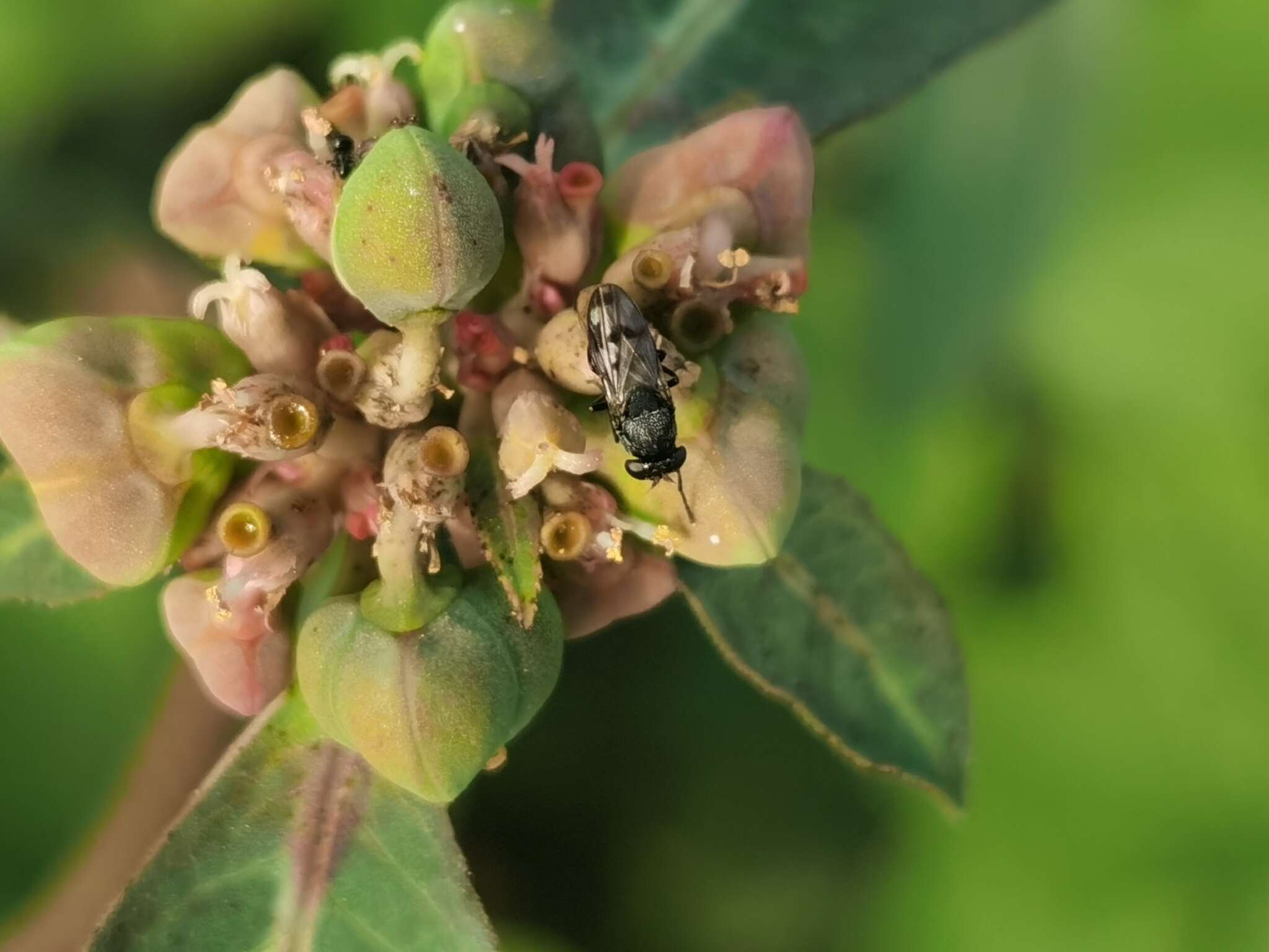 Image of Shore fly