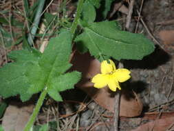 Image of Goodenia heterophylla Sm.