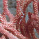 Image of Coral shrimp