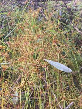 Image of Foothill Flat Sedge