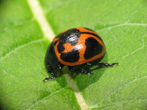 Image of Swamp Milkweed Leaf Beetle